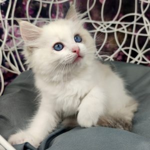 Ragdoll Kitten Nancy 2