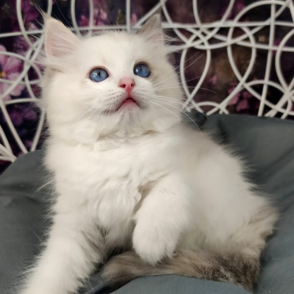 Ragdoll Kitten Nancy 3