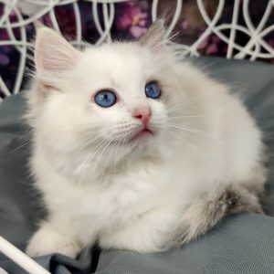 Ragdoll Kitten - Nancy