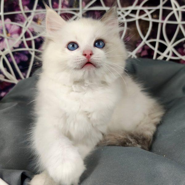 Ragdoll Kitten Nancy 4