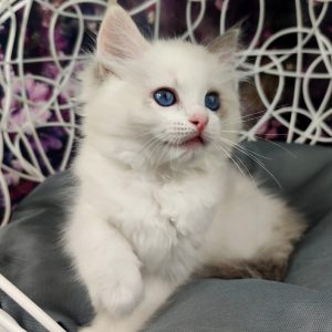 Ragdoll Kitten Nancy 5