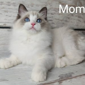 Ragdoll Kitten Nancy 6