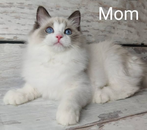 Ragdoll Kitten Nancy 6