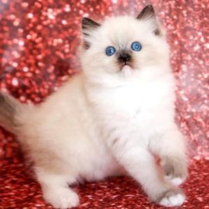 Ragdoll Kitten - Peaches