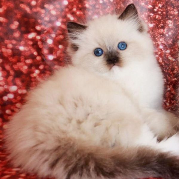 Ragdoll Kitten - Peaches