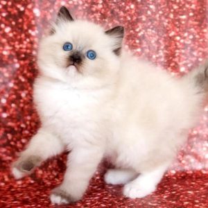 Ragdoll Kitten - Peaches