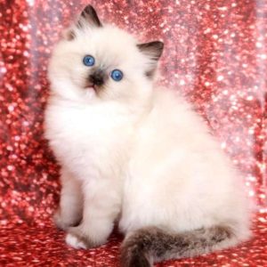 Ragdoll Kitten - Peaches