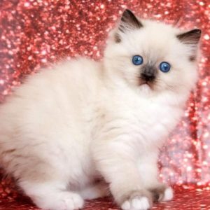 Ragdoll Kitten - Peaches