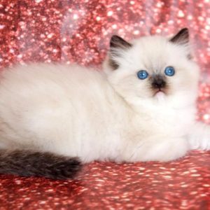 Ragdoll Kitten - Peaches