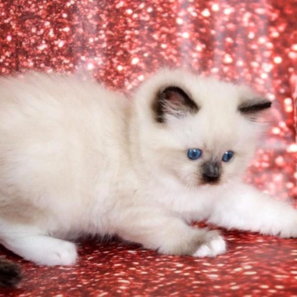 Ragdoll Kitten - Peaches