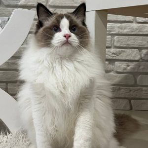 Ragdoll Kitten - Pnut