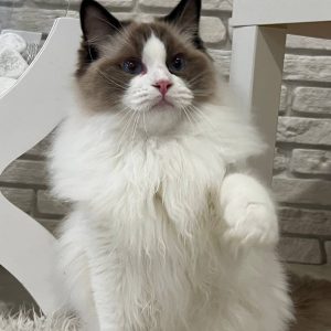 Ragdoll Kitten - Pnut