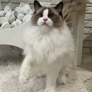 Ragdoll Kitten - Pnut