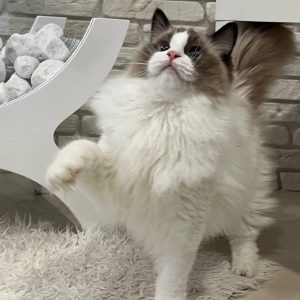 Ragdoll Kitten Pnut 4