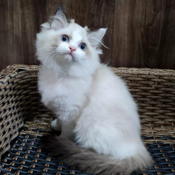 Ragdoll Kitten - Raja