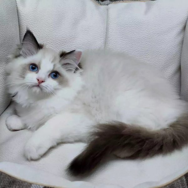 Ragdoll Kitten Raja 2