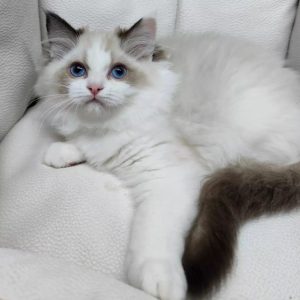 Ragdoll Kitten Raja 3