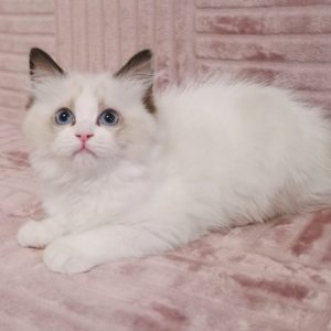 Ragdoll Kitten Shrapnel 2