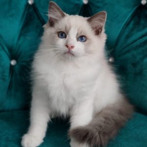 Ragdoll Kitten - Stymie