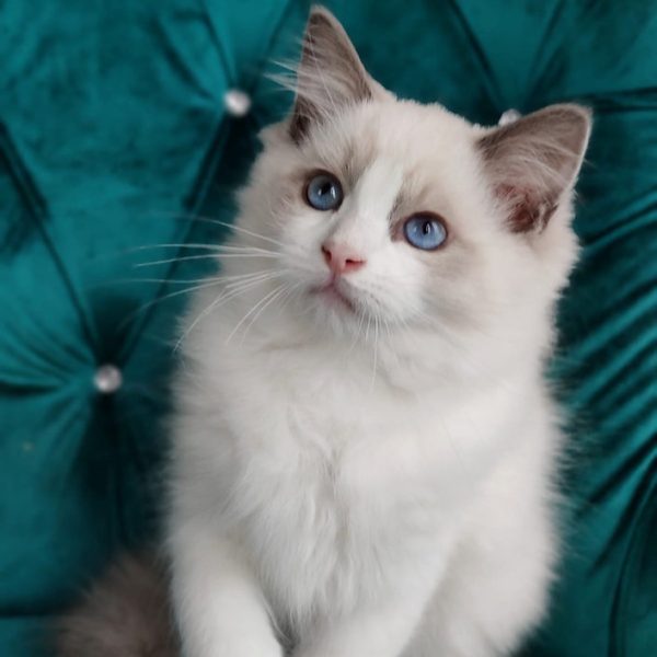 Ragdoll Kitten Stymie 2