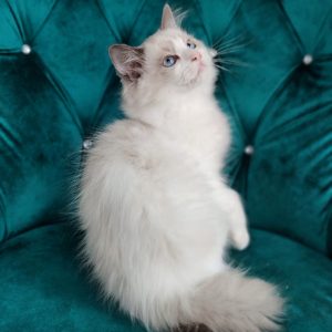 Ragdoll Kitten Stymie 3