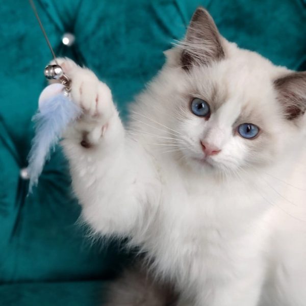 Ragdoll Kitten Stymie 4