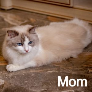 Ragdoll Kitten Stymie 5