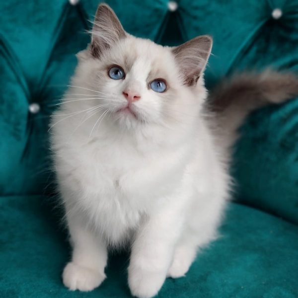 Ragdoll Kitten - Stymie