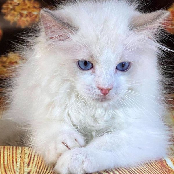 Ragdoll Kitten Tickles 2