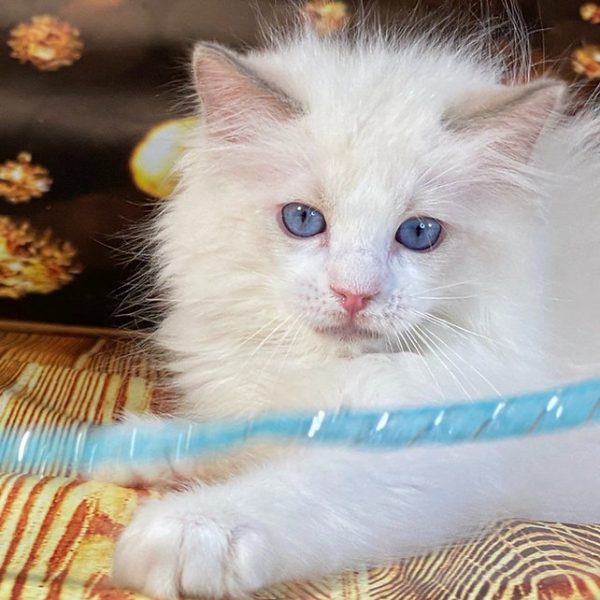 Ragdoll Kitten Tickles 3