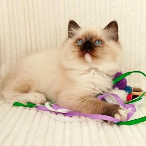 Ragdoll Kitten - Tiko