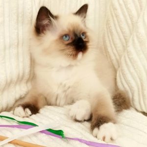 Ragdoll Kitten Tiko 3