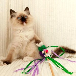 Ragdoll Kitten Tiko 4 1