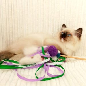 Ragdoll Kitten Tiko 5