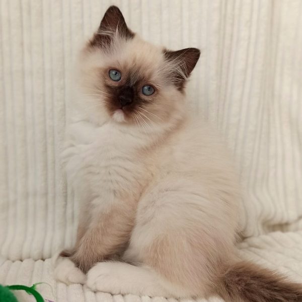 Ragdoll Kitten - Tiko