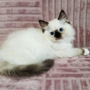 Ragdoll Kitten - Trixie