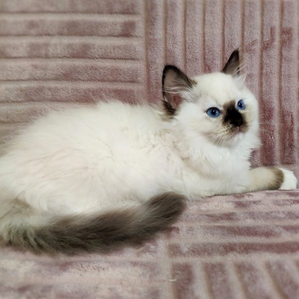 Ragdoll Kitten Trixie 2