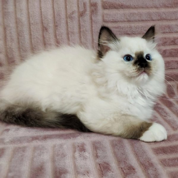 Ragdoll Kitten Trixie 3