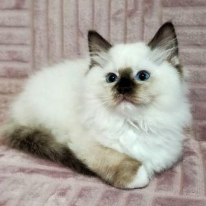 Ragdoll Kitten - Trixie