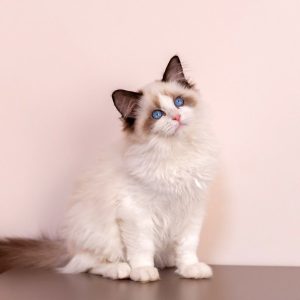 Ragdoll Kitten - Twitch