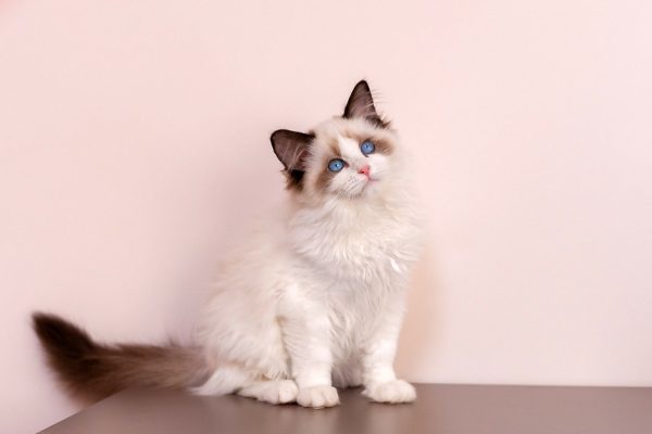 Ragdoll Kitten - Twitch