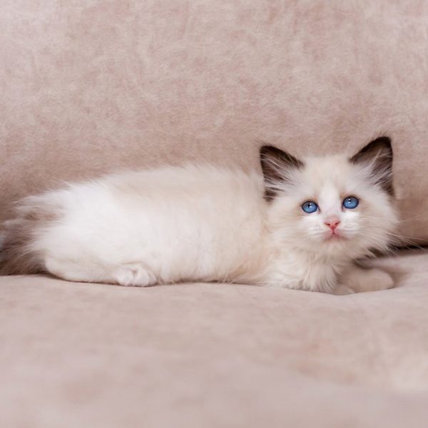 Ragdoll Kitten - Twitch