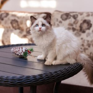 Ragdoll Kitten - Twitch