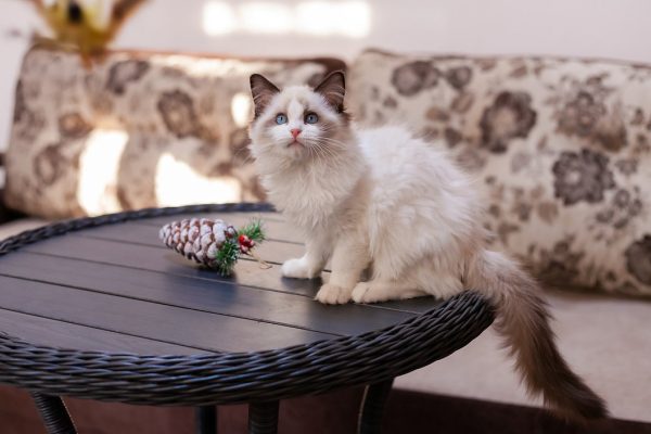 Ragdoll Kitten - Twitch