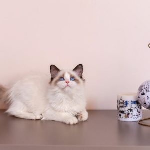 Ragdoll Kitten - Twitch