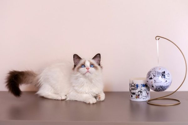 Ragdoll Kitten - Twitch