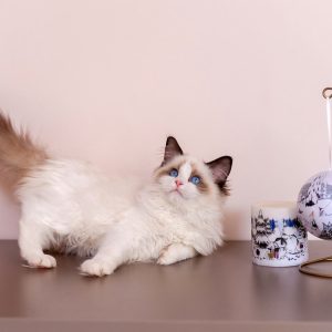 Ragdoll Kitten Twitch 13