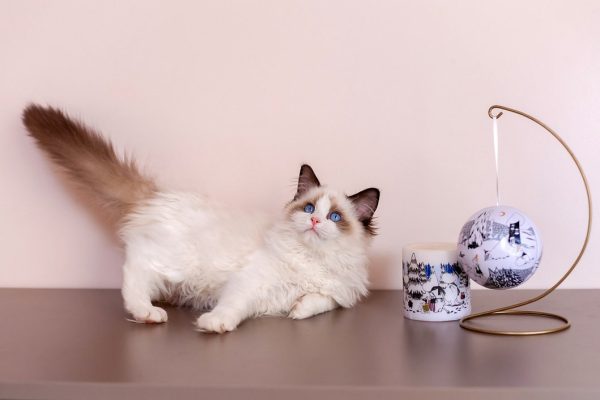 Ragdoll Kitten Twitch 13