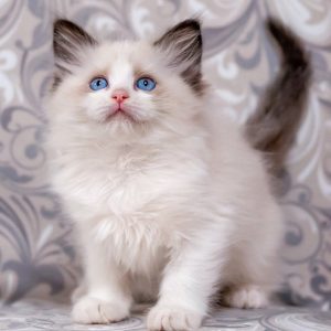 Ragdoll Kitten - Twitch