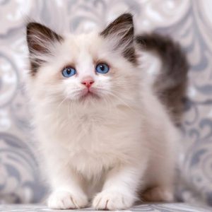 Ragdoll Kitten - Twitch